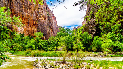 The North Fork of the Virgin River as it flows through Mystery Canyon and the The Narrows as it carved its way through the Sandstone Mountains of Zion National Park, Utah, United Sates