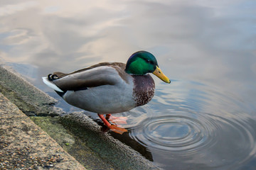 Colorful duck, with water as background