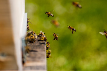 Abeilles rentrant dans leur ruche 3