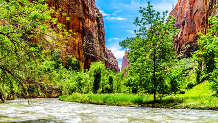Fototapeta na wymiar The North Fork of the Virgin River as it flows through Mystery Canyon and the The Narrows as it carved its way through the Sandstone Mountains of Zion National Park, Utah, United Sates