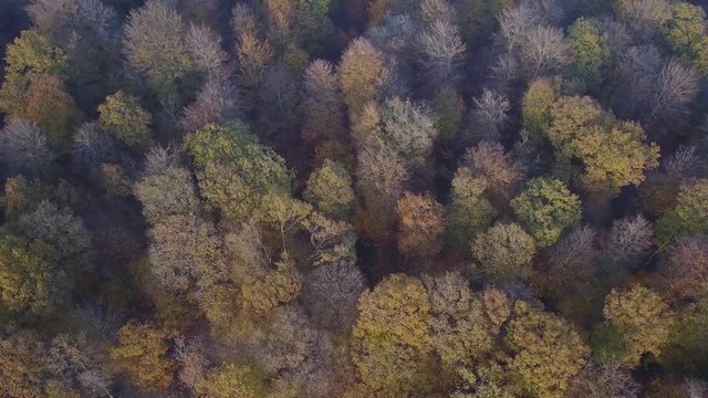 automne foret bois paysage Wallonie Belgique