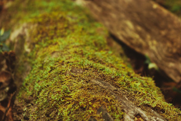 Moss grows on Decaying Tree Bark