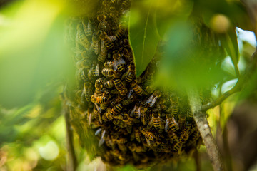 Essaim d'abeilles au creux d'un arbre 1