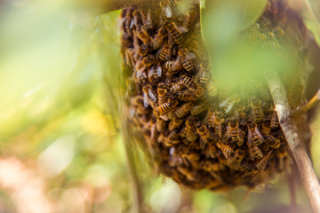 Essaim d'abeille au creux d'un arbre 2
