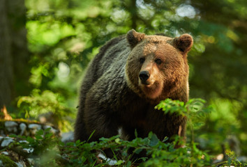 Obraz na płótnie Canvas Wild brown bear (Ursus arctos) close up
