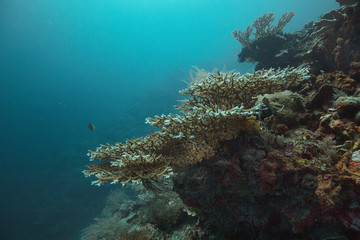 Table coral. Amazing underwater world of Kakaban Island in East Kalimantan, the Sulwaesi Sea.