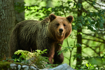 Wild brown bear (Ursus arctos) close up