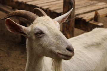 Farm Goat Profile (Right)