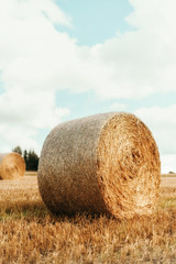 Harvested field with straw bales. Agriculture background with copy space. Summer and autumn harvest concept.