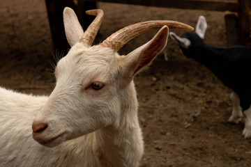 Farm Goat Profile (Left)
