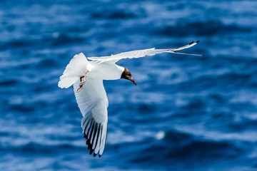 Mouette à tête noire - Mélanocéphale