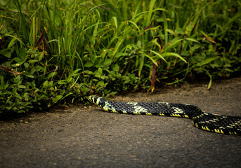 Black Oriole Snake Crosses Road