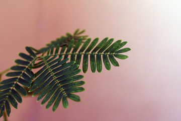 Close up of Sensitive plant leaves. Mimosa pudica. Beautiful abstract backgraund.
