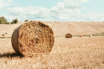 Agriculture background with copy space. Harvested field with straw bales. Summer and autumn harvest concept.