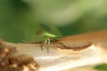 SONY DSC