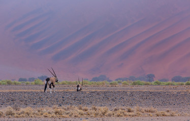 Gemsbok or gemsbuck (Oryx gazella), Namib Desert, Namibia, Africa