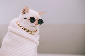 Portrait of White Cat wearing glasses,pet fashion concept.White cat lying on bed.