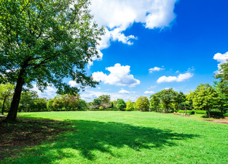青空と木陰のある公園