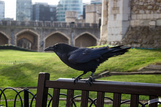 a beautiful black crow resting on a bench in london