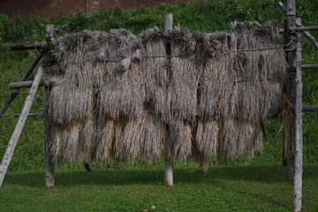 drying rice on a rack