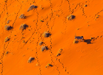 Gemsbok or gemsbuck (Oryx gazella), Namib Desert, Namibia, Africa