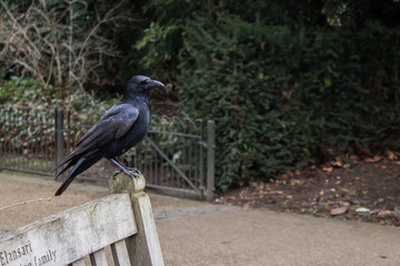 A black crow on a bench