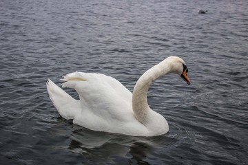 Fototapeta premium Elegance of a white swan