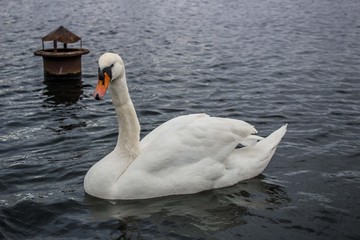 Elegance of a white swan