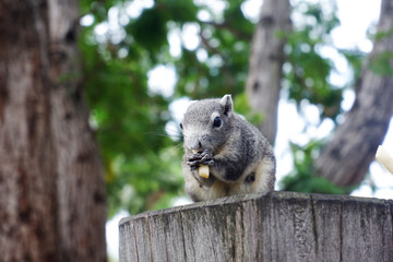 Gray squirrels eat tree stump food.