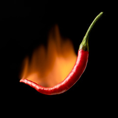 flaming hot chili pepper with fire