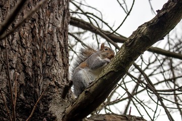 beautiful cute squirrel on a tree