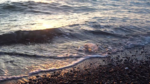 Plastic in the ocean side - ecosistem