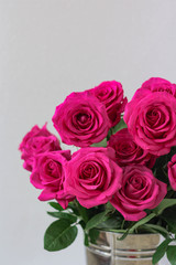 Roses on grey background beautiful flowers