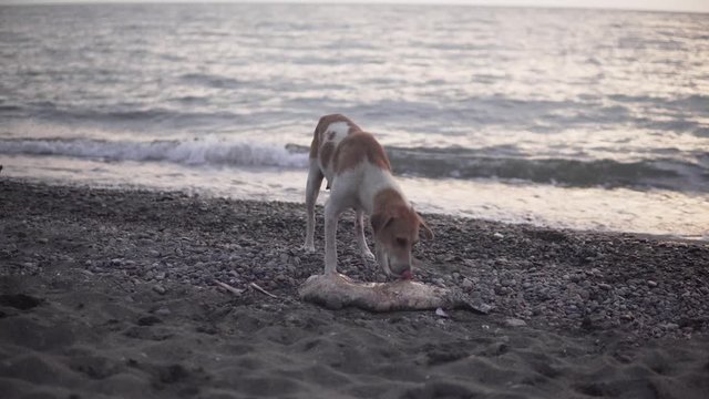 Dead dolphin in the ocean side - ecosistem