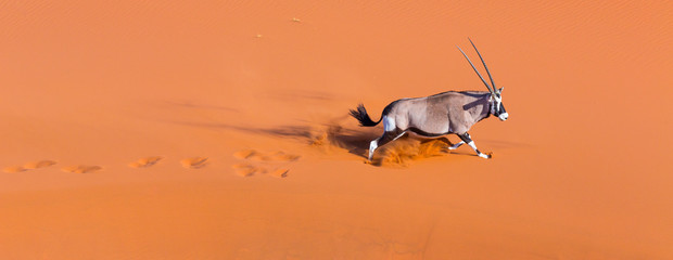 Gemsbok or gemsbuck (Oryx gazella), Namib Desert, Namibia, Africa