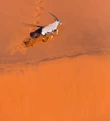 Gemsbok or gemsbuck (Oryx gazella), Namib Desert, Namibia, Africa