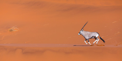 Gemsbok or gemsbuck (Oryx gazella), Namib Desert, Namibia, Africa