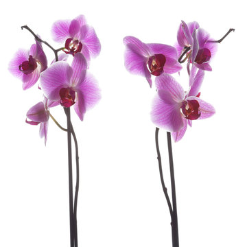 Two images of an Orchid on a white background