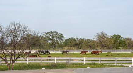 Rural Texas