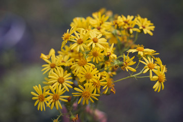 Close-up of small cute flowers gathered in bouquet