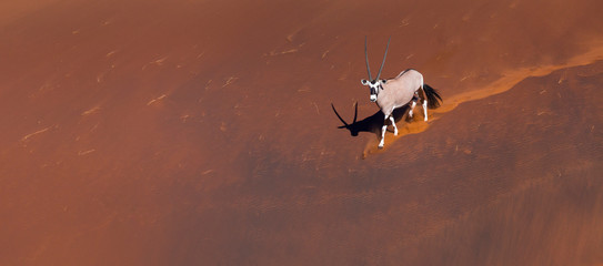 Gemsbok or gemsbuck (Oryx gazella), Namib Desert, Namibia, Africa