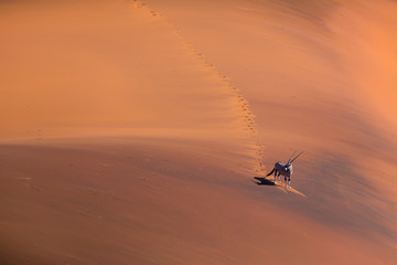Gemsbok or gemsbuck (Oryx gazella), Namib Desert, Namibia, Africa