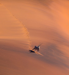 Gemsbok or gemsbuck (Oryx gazella), Namib Desert, Namibia, Africa