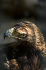 close up of big wild brown eagle
