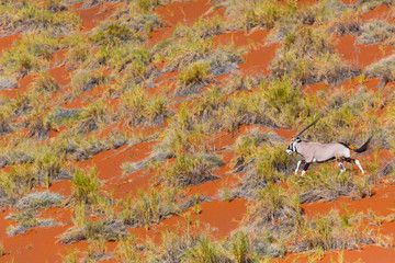 Gemsbok or gemsbuck (Oryx gazella), Namib Desert, Namibia, Africa
