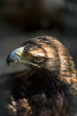 close up of big wild brown eagle
