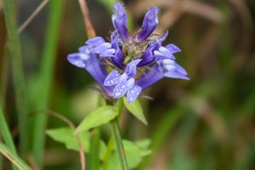 Rain on Great Blue Lobelia Flowers in Summer