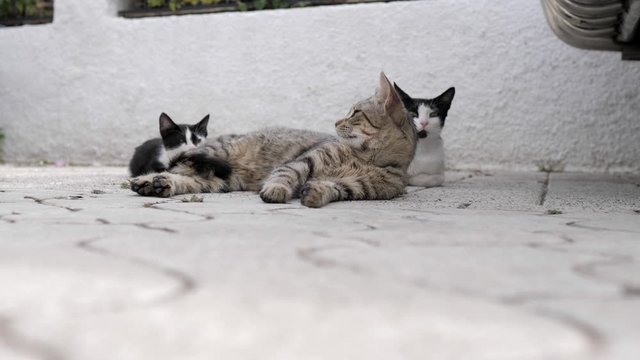 Three cats in the street, looking for one side and for the other very nice