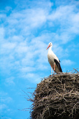 stork bird perching on nest under blue cloudy sky