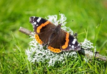 Vanessa butterfly in the garden